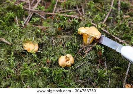 Golden Chanterelle (Yellow mushrooms) grow on forest floors being cut with a knife in the forest