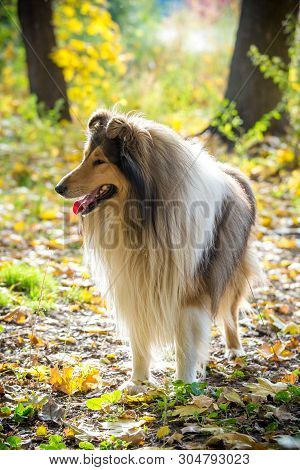 Collie Dog Standing On Autumn Forest With Golden Leaves At Sunlight