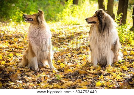Two Collie Dogs Lying Down On Autumn Forest With Golden Leaves At Sunlight