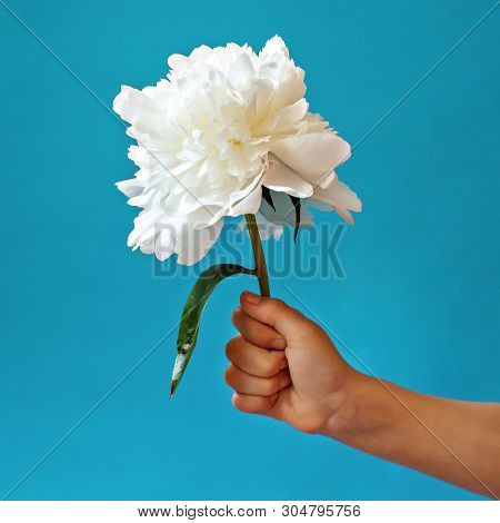 Red Peony In Waffle Cone In Baby Hand