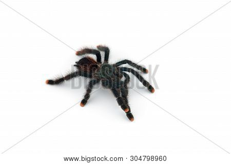 The Antilles Pinktoe Tarantula Isolated On White Background
