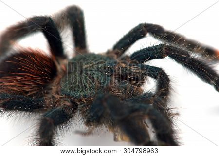 The Antilles Pinktoe Tarantula Isolated On White Background