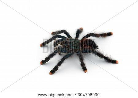The Antilles Pinktoe Tarantula Isolated On White Background