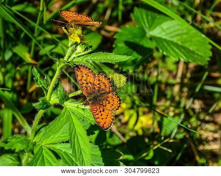 Two Bright Orange Butterflies Lesser Marbled Fritillary (argunnis Paphia) In The Forest On Bur-marig