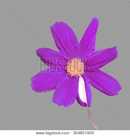 Purple And White Flower In Grey Background