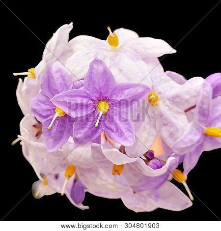 Purple And White Flowers In Black Background