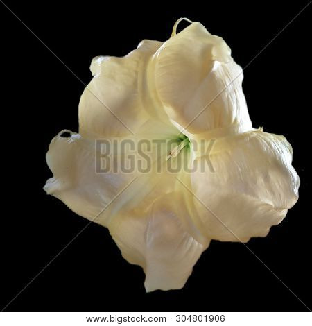 Yellow And Spectacular Flower In Black Background