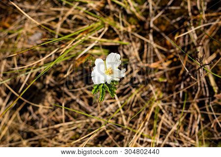 A Single Cloudberry Flower In Bright White. Cloudberries Are A Very Useful And Tasty Berry That Grow