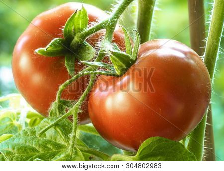 Two Tomatoes Growing on Plant, Home Gardening, Homegrown Ripe Red Tomatoes are on the Green Foliage Background, Hanging on the Vine of a Tomato Tree in the Garden Closeup, Cultivated in the Greenhouse