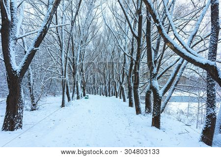 Winter's Tale, Lovely Winter Scenery, Winter Park in Snow, Whitened Spruce Branch with a Snowy Forest in the Background, Snow-Covered Trees in the City Park, Snowing, Winter Park Background