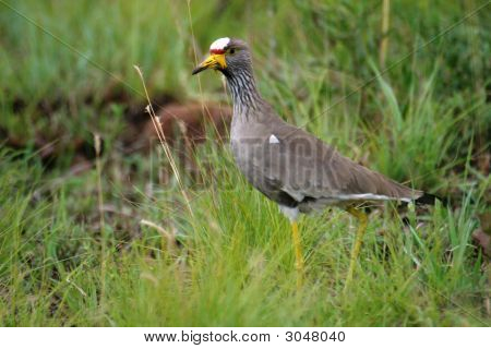 Wattled Kulík