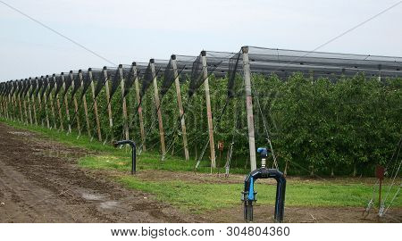 Apple Trees Covered In Protective Netting In Titel, Serbia
