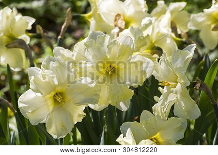 Narcissus Of The Cassata Species On A Flowerbed.