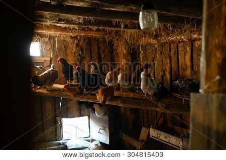 Chicken Coop. Farm. The Hen Is Hatching The Egg In The Coop Hatching The Egg