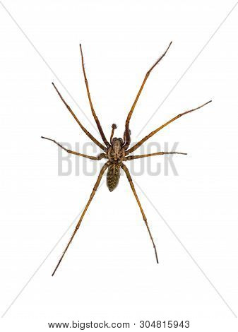 Giant House Spider (eratigena Atrica) Top Down View Of Arachnid With Long Hairy Legs Isolated On Whi