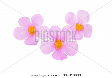 Bacopa Pink Flower Isolated On White Background
