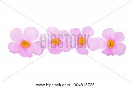 Bacopa   Pink Flower Isolated On White Background