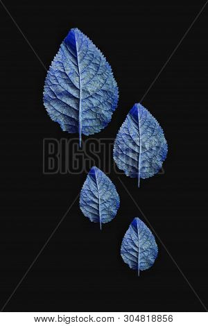 Yellow And Blue Tree Leaves In Black Background