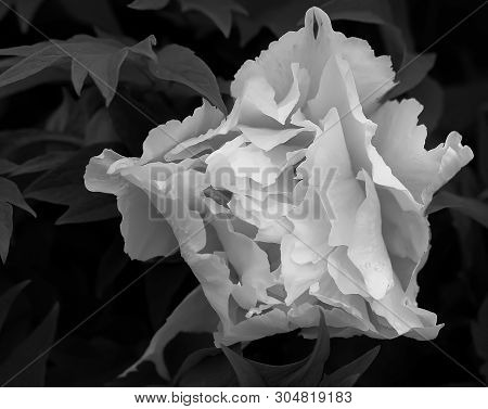 Tree-like Peony, Tree-shaped White Peony In The Garden, Peony Petals Close-up At Sunset, Natural Blu