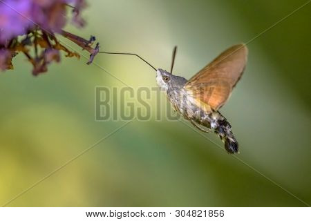 Hummingbird Hawk-moth (macroglossum Stellatarum) Fast Flying Butterfly Feeding On Purple Flowers In 