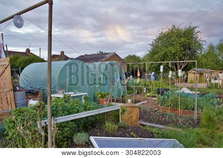 Polytunnels And Vegetables On Allotment In Oxford