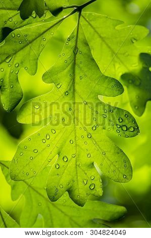 Peacefuly Isolated White Oak Leaf Covered In Rain Drops On A Green Backlit Background.