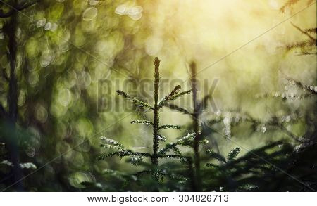 Blurred Background  With Green Fir-tree Branches And Bokeh