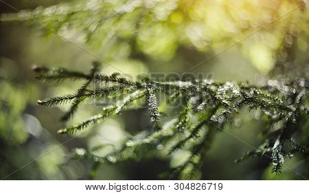 Blurred Background  With Green Fir-tree Branches And Bokeh
