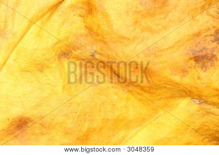 Leaf