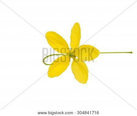 Cassia Flower, Cassia Flower Top View  Isolated On White Background.