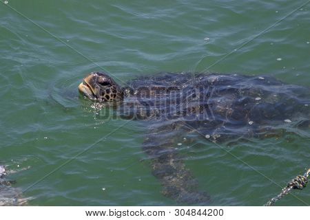Sea Turtle Swimming In The Ocean, Peru