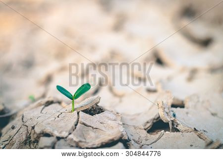 Growth Of Trees In Drought, Living With Tree Drought.