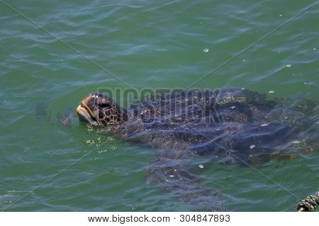 Turtle Swimming In The Ocean In Peru