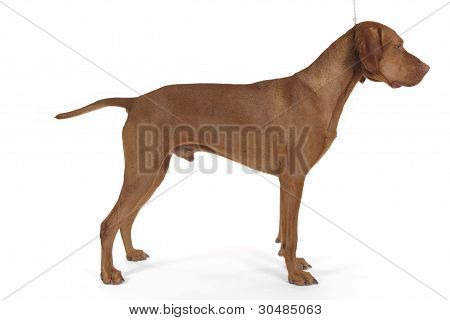 Scrofa cane impilati
