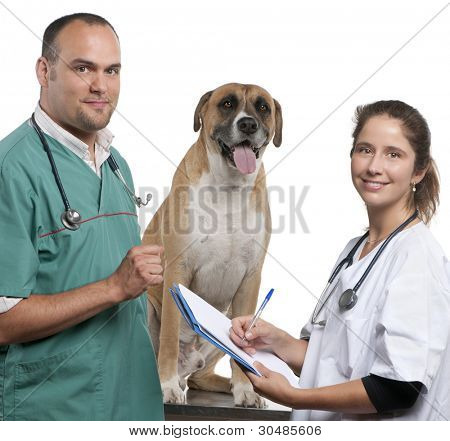 Veterináři zkoumání kříženec psa, pes před bílým pozadím