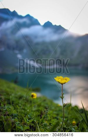 A Wild Flower In Focus Growing In The Vicinity Of The Apline Gangabal Lake In Kashmir