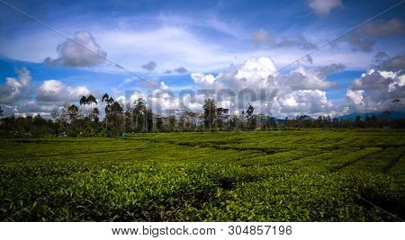 Panoramic View To Tea Plantation At Waga Valley Near Mount Hagen In Papua New Guinea