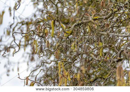 Full Frame Detail Shot Showing Lots Of Twisted Hazel Twigs At Early Spring Time