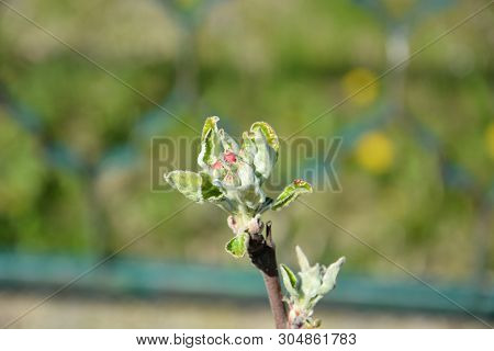 Red Apple Flower And Burgeon, Close Up On Blur Background. Flowering Branch Of Apple. Blooming Sprin