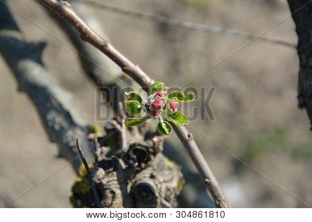 Red Apple Flower And Burgeon, Close Up On Blur Background. Flowering Branch Of Apple. Blooming Sprin