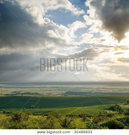 view to vineyard in Ukraine, Trans-carpathian region