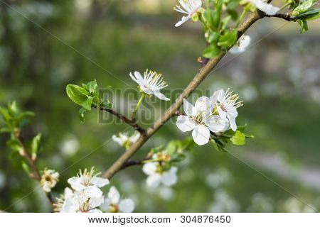 Snow-white Flowers Of Cherrytree Bloomed Among Young Green Leaves In The Spring Garden