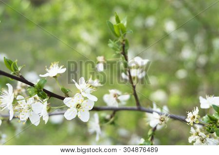 Snow-white Flowers Of Cherrytree Bloomed Among Young Green Leaves In The Spring Garden