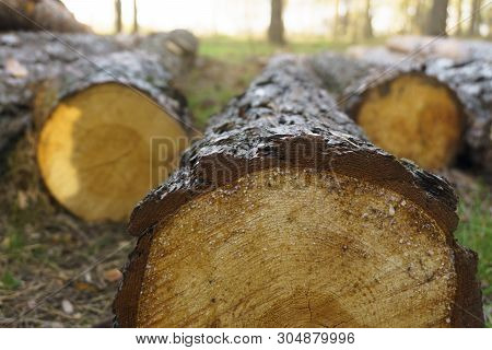 Logging, A Lot Of Logs Lying On The Ground In The Forest. Cutting Down Trees, Forest Destruction. Cl