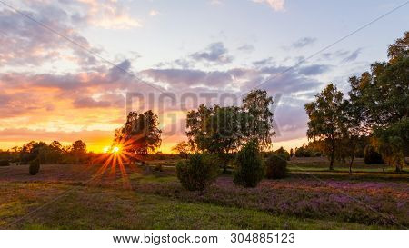 Beautiful Sunset During The Heath Blossom In The Nature Park (nature Reserve) Lüneburg Heath, Northe
