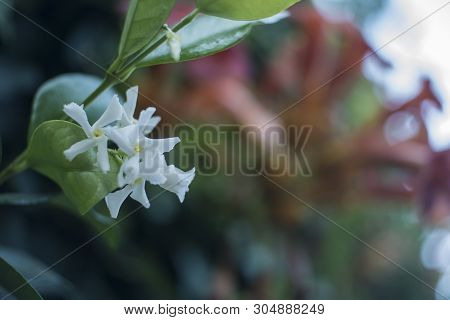 Open White Flowers Of Jasmine (trachelospermum Jasminoides)
