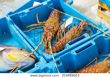 Container With Catch Sea Delicacies Lobster Blanes
