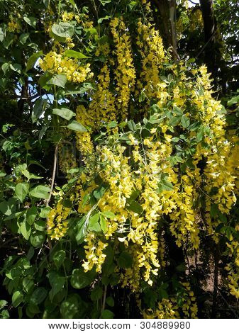 Yellow Flowering Forsyrhia Shrub In Southern Denmark Hedgrow