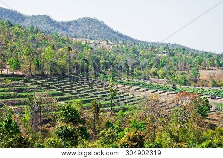 Vegetable Garden Terraces With Cottage On Mountain At Omkoi, Chiang Mai, Thailand.