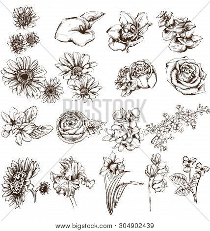 Vintage Flowers Set Line Art Vector. Sunflower, Roses And Narcisus